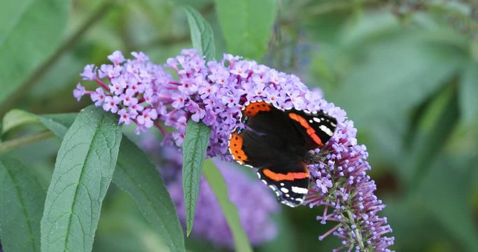 Butterfly Red Admiral (Vanessa atalanta) feeding on purple Buddleia Bush (Buddleja davidii) nectaring and flies off
