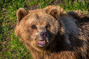 Braunbär, Ursus arctos