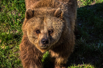 Obraz premium Braunbär, Ursus arctos