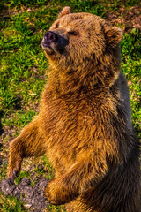Fototapeta premium Braunbär, Ursus arctos