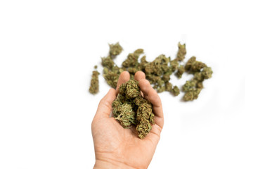 Naklejka na ściany i meble Male hand holding green dried cannabis bud in his hand on white background.