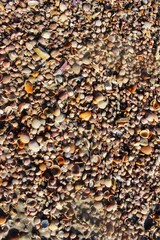 seashells on the beach