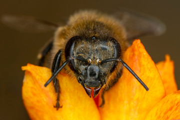 Beautiful  Bee macro in green nature 