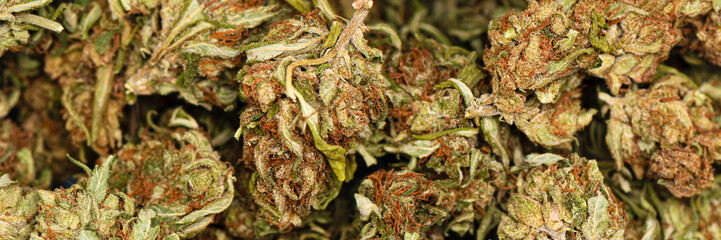 Dried green marijuana buds closeup. Macro shot of cannabis buds.