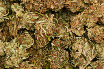 Dried green marijuana buds closeup. Macro shot of cannabis buds.