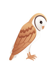 Cute barn owl (tyto alba) with white face and brown wings cartoon wild forest bird animal design flat vector illustration isolated on white background