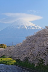 The cherry trees started blossoming all at once.