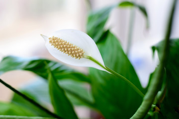 White Spathiphyllum flower in the garden, shallow depth of field.