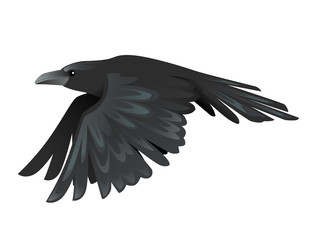 Black raven bird cartoon crow design flat vector animal illustration isolated on white background - obrazy, fototapety, plakaty