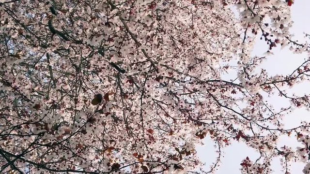 Bright beautiful pale pink spring flowers. Summer natural backdrop. Botanical bloom concept. branch of blossoming apple tree or cherry with white and light flowers against blue sky. 