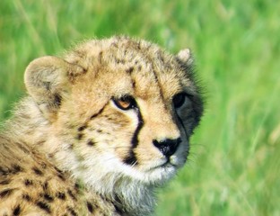 Young cheetah cub keeps watch
