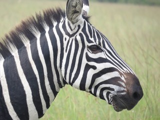 Fototapeta na wymiar Profile of adult zebra head