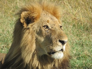 Fototapeta na wymiar Adult male lion profile