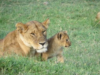 Fototapeta na wymiar Lioness protects her cub
