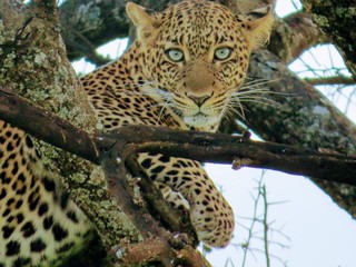 Female leopard with green eyes 