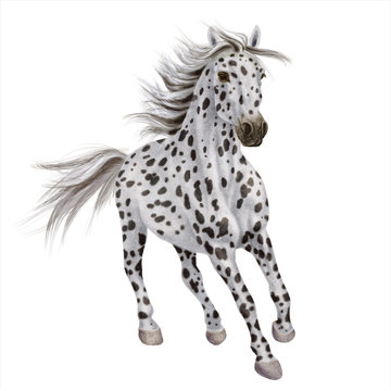 cheval, animal, isol&eacute;, blanc, tachet&eacute;,  noir, &eacute;talon, mammif&egrave;re, sauvage, course, galop, chevalin, poney, chien, amoureux des chevaux, crin, ferme, nature, dalmate, animal de compagnie, courir, t&ecirc;te, 