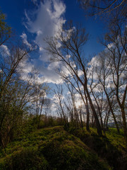 The sky, the sun, the clouds, and the forest 