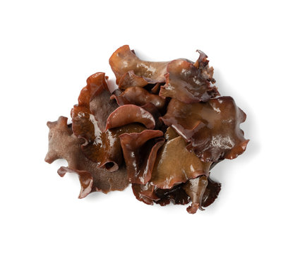 Wet Black Fungus, Tree Ear or Wood Ear Mushroom Isolated