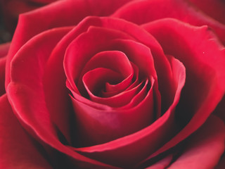 Close-up of a red rose flower, floral background. Use in decoration, packaging.
