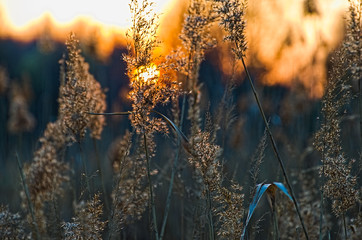 Sucha trawa i słońce.