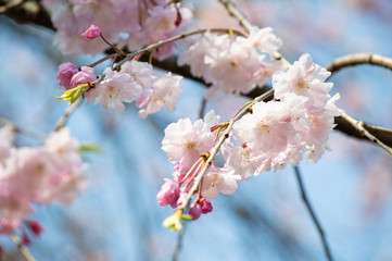 桜の花