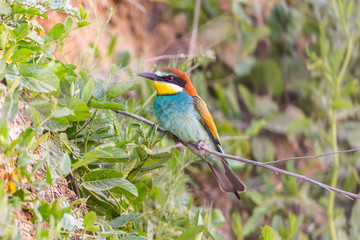 Bee-eater hides out in the bushes and looks into the camera. Animal or nature background with copy space.