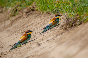 Bee-eaters sitting on a sand and look into the camera. Animal or nature background with copy space.
