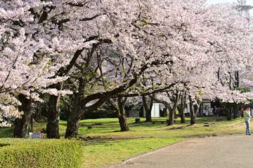 The cherry blossoms are in full bloom