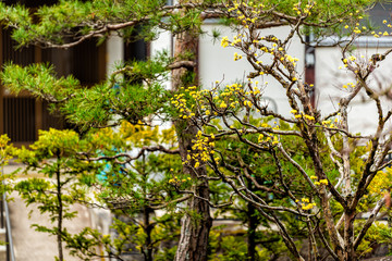 Cornelian cherry tree in early spring with yellow buds blooming opening in Takayama, Gifu Prefecture, Japan garden with traditional building at Sogenji temple shrine at Higashiyama walking course