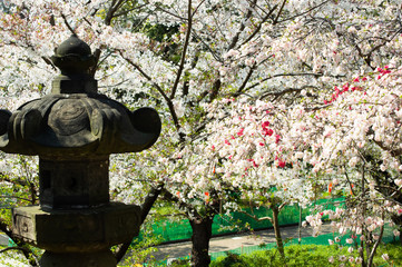 桜と灯籠