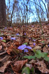 spring flowers in the forest