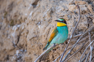Obraz premium Bee-eater hides out in the bushes and looks into the camera. Animal or nature background with copy space.