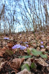 spring flowers in the forest