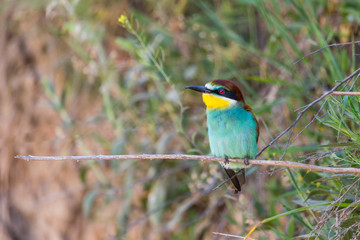 Bee-eater hides out in the bushes and looks into the camera. Animal or nature background with copy space.