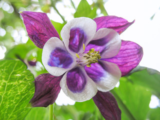 Closeup view to the purple and white bellflower in the garden.