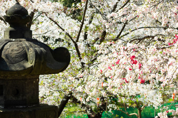 桜の花