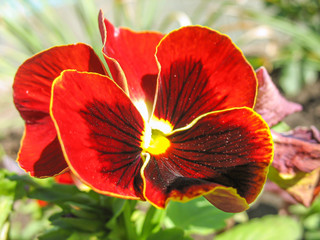 Closeup of pansy flower in the garden.