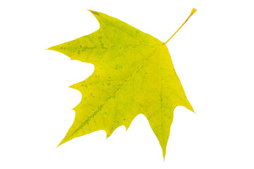 Platan leaf cut out isolated a on white background during autumn fall period.