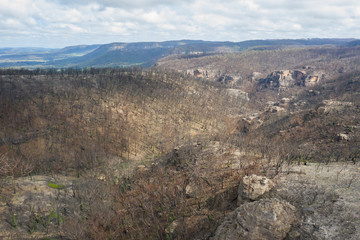 A forest burnt by bush fire in Australia beginning to regenerate