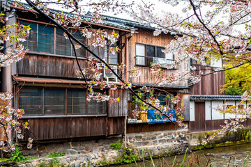Fototapeta na wymiar Gion district in Kyoto, Japan with cherry blossom sakura blooming flowers in garden park by Shirakawa river with wooden traditional Japanese style machiya houses buildings