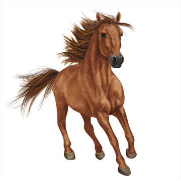 cheval, animal, brun, isol&eacute;, &eacute;talon, ferme, blanc, sauvage, mammif&egrave;re, chevalin, nature, t&ecirc;te, courir, amoureux des chevaux, galop, portrait, poulain, cheval, poney, noir, jument, crin, beaut&eacute;, ch&acirc;tai