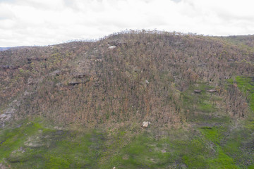 A forest burnt by bush fire in Australia beginning to regenerate