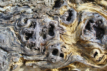 Trunk of relict Crimean juniper closeup