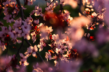 Blooming plum Pissardi close-up, spring background, blooming decorative tree, rose petals, selective focus, delicate flowers