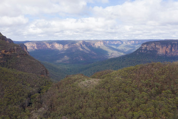 Fototapeta premium A forest valley burnt by bush fire in Australia beginning to regenerate