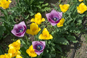 Row of bright yellow tulip flowers on garden flower bed.