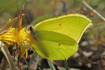 Nahansicht eines Zitronenfalters