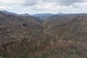 A forest valley burnt by bush fire in Australia beginning to regenerate