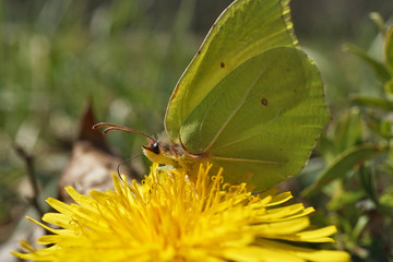 Nahansicht eines Zitronenfalters