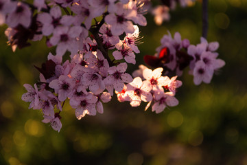 Blooming plum Pissardi close-up, spring background, blooming decorative tree, rose petals, selective focus, delicate flowers